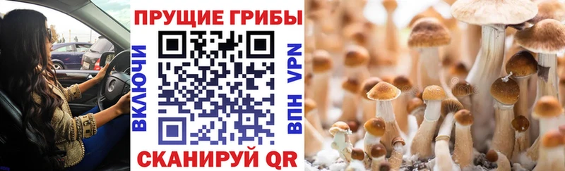 Псилоцибиновые грибы мухоморы blacksprut зеркало Урюпинск